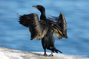 Double-crested cormorant drys its wings in the sun following a morning of foraging in the ocean, La Jolla cliffs, near San Diego, Phalacrocorax auritus