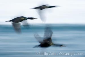 Double-crested cormorants in flight at sunrise, long exposure produces a blurred motion, La Jolla.  Phalacrocorax auritus.