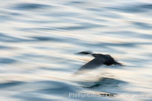 Double-crested cormorant in flight at sunrise, long exposure produces a blurred motion, Phalacrocorax auritus, La Jolla, California