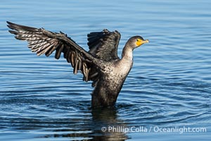 Double-Crested Cormorant Stretching Its Wings, Phalacrocorax penicillatus, Bolsa Chica State Ecological Reserve, Huntington Beach, California