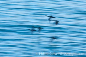 Double-crested cormorants in flight at sunrise, long exposure produces a blurred motion. La Jolla, California, USA, Phalacrocorax auritus, natural history stock photograph, photo id 28339