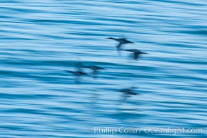 Double-crested cormorants in flight at sunrise, long exposure produces a blurred motion, Phalacrocorax auritus, La Jolla, California