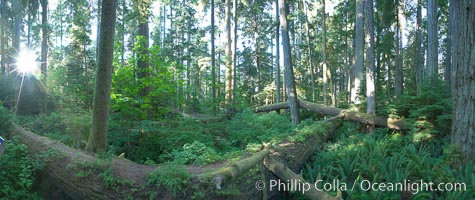 Cathedral Grove panorama, showing tall old-growth Douglas Fir trees. Cathedral Grove is home to huge, ancient, old-growth Douglas fir trees.  About 300 years ago a fire killed most of the trees in this grove, but a small number of trees survived and were the originators of what is now Cathedral Grove.  Western redcedar trees grow in adundance in the understory below the taller Douglas fir trees, Pseudotsuga menziesii, MacMillan Provincial Park, Vancouver Island, British Columbia, Canada