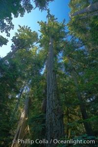 Ancient Douglas fir trees in Cathedral Grove.  Cathedral Grove is home to huge, ancient, old-growth Douglas fir trees.  About 300 years ago a fire killed most of the trees in this grove, but a small number of trees survived and were the originators of what is now Cathedral Grove.  Western redcedar trees grow in adundance in the understory below the taller Douglas fir trees, Pseudotsuga menziesii, MacMillan Provincial Park, Vancouver Island, British Columbia, Canada