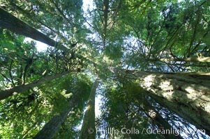 Ancient Douglas fir trees in Cathedral Grove.  Cathedral Grove is home to huge, ancient, old-growth Douglas fir trees.  About 300 years ago a fire killed most of the trees in this grove, but a small number of trees survived and were the originators of what is now Cathedral Grove.  Western redcedar trees grow in adundance in the understory below the taller Douglas fir trees, Pseudotsuga menziesii, MacMillan Provincial Park, Vancouver Island, British Columbia, Canada