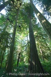 Ancient Douglas fir trees in Cathedral Grove.  Cathedral Grove is home to huge, ancient, old-growth Douglas fir trees.  About 300 years ago a fire killed most of the trees in this grove, but a small number of trees survived and were the originators of what is now Cathedral Grove.  Western redcedar trees grow in adundance in the understory below the taller Douglas fir trees, Pseudotsuga menziesii, MacMillan Provincial Park, Vancouver Island, British Columbia, Canada