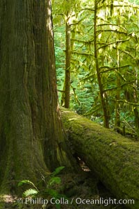 Ancient Douglas fir trees in Cathedral Grove.  Cathedral Grove is home to huge, ancient, old-growth Douglas fir trees.  About 300 years ago a fire killed most of the trees in this grove, but a small number of trees survived and were the originators of what is now Cathedral Grove.  Western redcedar trees grow in adundance in the understory below the taller Douglas fir trees, Pseudotsuga menziesii, MacMillan Provincial Park, Vancouver Island, British Columbia, Canada