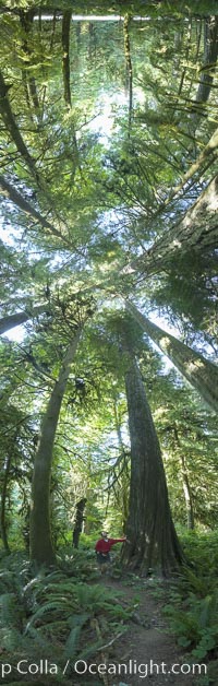 Ancient Douglas fir trees in Cathedral Grove.  Cathedral Grove is home to huge, ancient, old-growth Douglas fir trees.  About 300 years ago a fire killed most of the trees in this grove, but a small number of trees survived and were the originators of what is now Cathedral Grove.  Western redcedar trees grow in adundance in the understory below the taller Douglas fir trees, Pseudotsuga menziesii, MacMillan Provincial Park, Vancouver Island, British Columbia, Canada