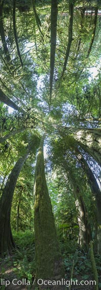 Ancient Douglas fir trees in Cathedral Grove.  Cathedral Grove is home to huge, ancient, old-growth Douglas fir trees.  About 300 years ago a fire killed most of the trees in this grove, but a small number of trees survived and were the originators of what is now Cathedral Grove.  Western redcedar trees grow in adundance in the understory below the taller Douglas fir trees, Pseudotsuga menziesii, MacMillan Provincial Park, Vancouver Island, British Columbia, Canada