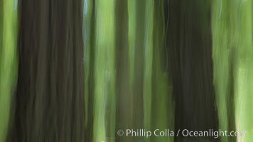 Douglas fir and coast redwood trees, Jedediah Smith State Park