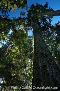 Ancient Douglas fir trees in Cathedral Grove.  Cathedral Grove is home to huge, ancient, old-growth Douglas fir trees.  About 300 years ago a fire killed most of the trees in this grove, but a small number of trees survived and were the originators of what is now Cathedral Grove.  Western redcedar trees grow in adundance in the understory below the taller Douglas fir trees, Pseudotsuga menziesii, MacMillan Provincial Park, Vancouver Island, British Columbia, Canada