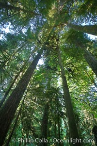 Ancient Douglas fir trees in Cathedral Grove.  Cathedral Grove is home to huge, ancient, old-growth Douglas fir trees.  About 300 years ago a fire killed most of the trees in this grove, but a small number of trees survived and were the originators of what is now Cathedral Grove.  Western redcedar trees grow in adundance in the understory below the taller Douglas fir trees, Pseudotsuga menziesii, MacMillan Provincial Park, Vancouver Island, British Columbia, Canada