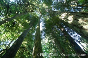 Ancient Douglas fir trees in Cathedral Grove.  Cathedral Grove is home to huge, ancient, old-growth Douglas fir trees.  About 300 years ago a fire killed most of the trees in this grove, but a small number of trees survived and were the originators of what is now Cathedral Grove.  Western redcedar trees grow in adundance in the understory below the taller Douglas fir trees, Pseudotsuga menziesii, MacMillan Provincial Park, Vancouver Island, British Columbia, Canada