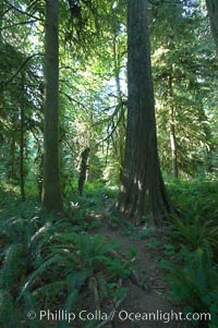 Ancient Douglas fir trees in Cathedral Grove.  Cathedral Grove is home to huge, ancient, old-growth Douglas fir trees.  About 300 years ago a fire killed most of the trees in this grove, but a small number of trees survived and were the originators of what is now Cathedral Grove.  Western redcedar trees grow in adundance in the understory below the taller Douglas fir trees, Pseudotsuga menziesii, MacMillan Provincial Park, Vancouver Island, British Columbia, Canada