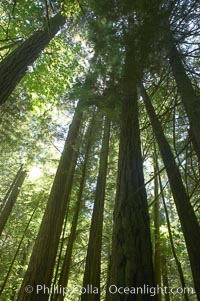 Ancient Douglas fir trees in Cathedral Grove.  Cathedral Grove is home to huge, ancient, old-growth Douglas fir trees.  About 300 years ago a fire killed most of the trees in this grove, but a small number of trees survived and were the originators of what is now Cathedral Grove.  Western redcedar trees grow in adundance in the understory below the taller Douglas fir trees, Pseudotsuga menziesii, MacMillan Provincial Park, Vancouver Island, British Columbia, Canada