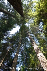 Douglas fir and Western hemlock trees reach for the sky in a British Columbia temperate rainforest, Capilano Suspension Bridge, Vancouver, Canada