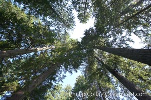 Douglas fir and Western hemlock trees reach for the sky in a British Columbia temperate rainforest, Capilano Suspension Bridge, Vancouver, Canada