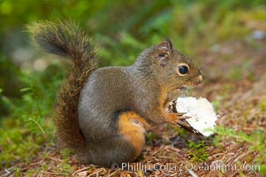 Douglas squirrel, a common rodent in coniferous forests in western North American, eats a mushroom, Hoh rainforest.