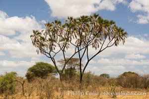 Doum Palm tree, Meru National Park, Kenya, Hyphaene thebaica