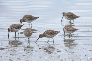 Dowitchers foraging on mud flats, Limnodromus, Upper Newport Bay Ecological Reserve, Newport Beach, California