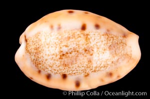 Dragon Caurica Cowrie, Cypraea caurica dracaena corrosa