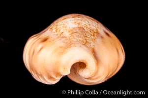 Dragon Caurica Cowrie, Cypraea caurica dracaena corrosa