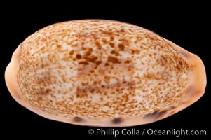 Dragon Caurica Cowrie, Cypraea caurica dracaena