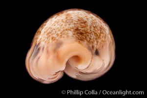 Dragon Caurica Cowrie, Cypraea caurica dracaena