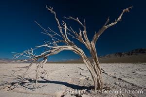 Dried tree and barren, arid mud flats, Eureka Valley.