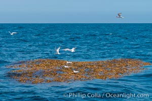 Drift kelp, a kelp paddy, floating patch of kelp on the open ocean which attracts marine life and forms of moving oasis of life, an open ocean habitat, San Diego, California