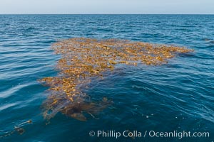 Drift kelp, a kelp paddy, floating patch of kelp on the open ocean which attracts marine life and forms of moving oasis of life, an open ocean habitat, San Diego, California