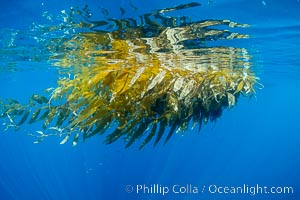 Drift kelp paddy floating on the ocean surface, San Diego, Macrocystis pyrifera