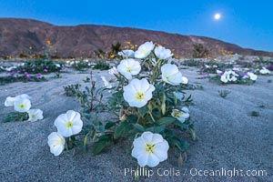 Dune Evening Primrose and Full Moon, Anza Borrego