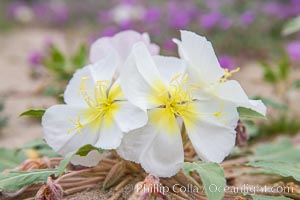 Dune Evening Primrose bloom in Anza Borrego Desert State Park, Oenothera deltoides, Anza-Borrego Desert State Park, Borrego Springs, California