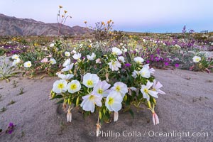 Dune Evening Primrose bloom in Anza Borrego Desert State Park, Oenothera deltoides, Anza-Borrego Desert State Park, Borrego Springs, California