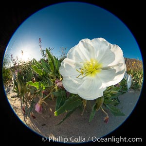 Dune Evening Primrose bloom in Anza Borrego Desert State Park, Oenothera deltoides, Anza-Borrego Desert State Park, Borrego Springs, California