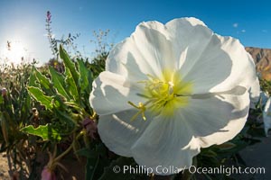 Dune Evening Primrose bloom in Anza Borrego Desert State Park, Oenothera deltoides, Anza-Borrego Desert State Park, Borrego Springs, California