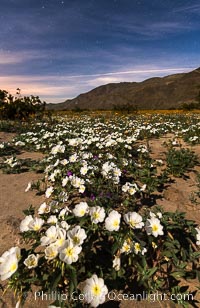 Dune Evening Primrose bloom under the stars in Anza Borrego Desert State Park, during the 2017 Superbloom