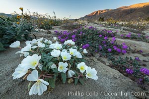 Dune Evening Primrose bloom in winter in Anza Borrego Desert State Park, rare winter 2022/2023 bloom, Anza-Borrego Desert State Park, Borrego Springs, California