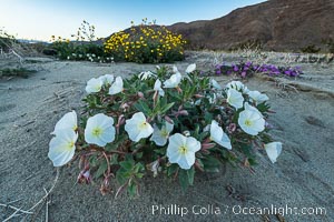 Dune Evening Primrose bloom in winter in Anza Borrego Desert State Park, rare winter 2022/2023 bloom, Anza-Borrego Desert State Park, Borrego Springs, California