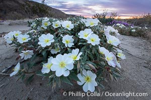 Dune Evening Primrose in the Coyote Canyon Wash During Unusual Winter Bloom in January, fall monsoon rains led to a very unusual winter bloom in December and January in Anza Borrego Desert State Park in 2022/2023, Anza-Borrego Desert State Park, Borrego Springs, California