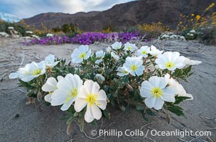 Dune Evening Primrose in the Coyote Canyon Wash During Unusual Winter Bloom in January, fall monsoon rains led to a very unusual winter bloom in December and January in Anza Borrego Desert State Park in 2022/2023, Anza-Borrego Desert State Park, Borrego Springs, California