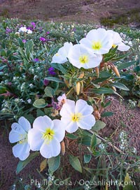 Dune Evening Primrose bloom in Anza Borrego Desert State Park, during the 2017 Superbloom, Oenothera deltoides, Anza-Borrego Desert State Park, Borrego Springs, California