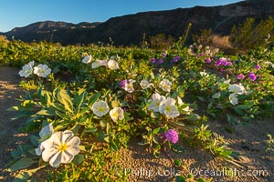 Dune Evening Primrose bloom in Anza Borrego Desert State Park, during the 2017 Superbloom, Oenothera deltoides, Anza-Borrego Desert State Park, Borrego Springs, California