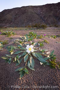 Dune Evening Primrose bloom in Anza Borrego Desert State Park, during the 2017 Superbloom, Oenothera deltoides, Anza-Borrego Desert State Park, Borrego Springs, California