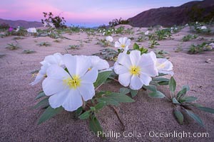 Dune Evening Primrose bloom in Anza Borrego Desert State Park, during the 2017 Superbloom