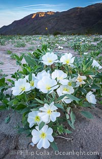 Dune Evening Primrose bloom in Anza Borrego Desert State Park, during the 2017 Superbloom, Oenothera deltoides, Anza-Borrego Desert State Park, Borrego Springs, California