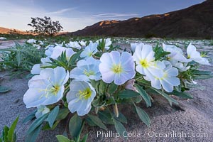 Dune Evening Primrose bloom in Anza Borrego Desert State Park, during the 2017 Superbloom. Anza-Borrego Desert State Park, Borrego Springs, California, USA, Oenothera deltoides, natural history stock photograph, photo id 33126