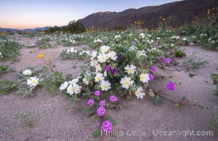 Dune Evening Primrose bloom in Anza Borrego Desert State Park, during the 2017 Superbloom, Oenothera deltoides, Anza-Borrego Desert State Park, Borrego Springs, California