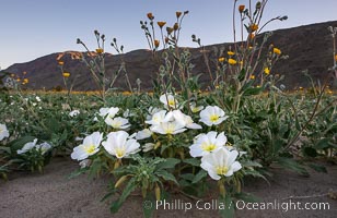 Dune Evening Primrose bloom in Anza Borrego Desert State Park, during the 2017 Superbloom, Oenothera deltoides, Anza-Borrego Desert State Park, Borrego Springs, California